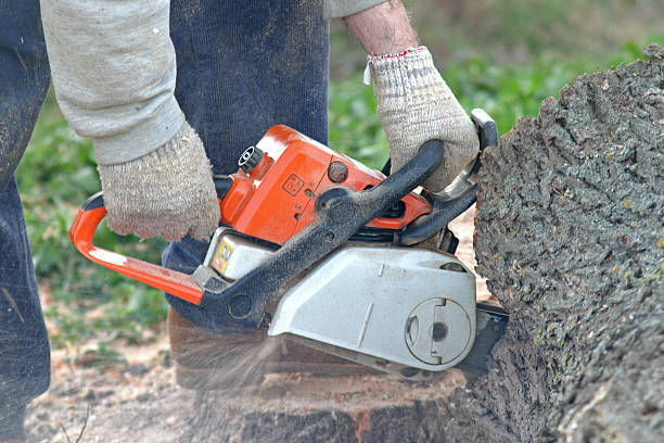 Trusted Great Falls Crossing, VA Tree Services Experts